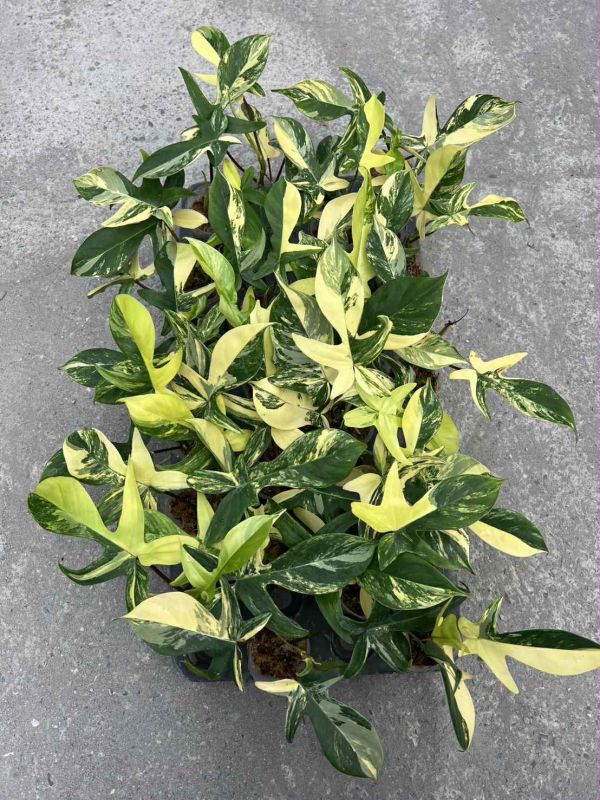 Philodendron florida beauty 