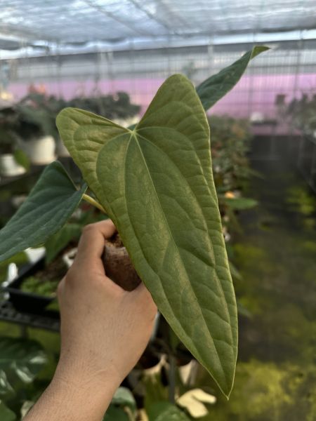 Anthurium portillae x luxurians 