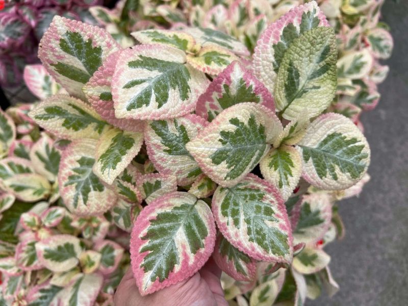 Episcia unpredictable Valley 