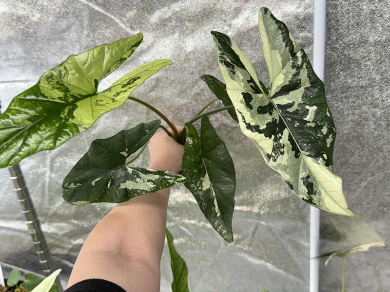 Alocasia simpo albo 