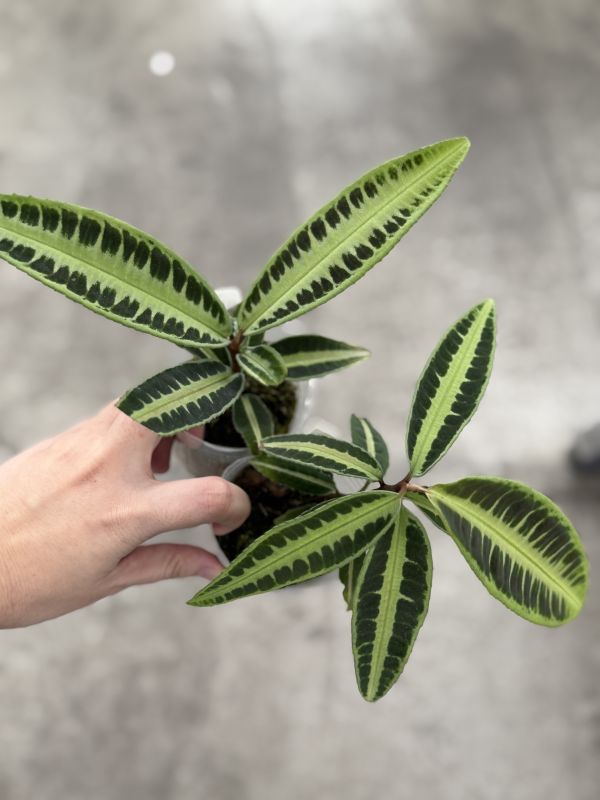 Labisia sp ‘Cat’s eyes’ 
