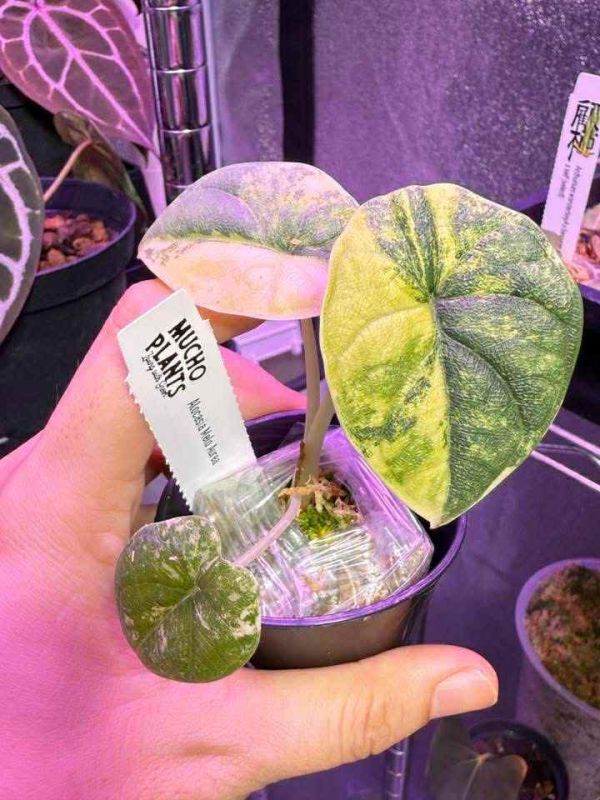 Alocasia melo aurea 