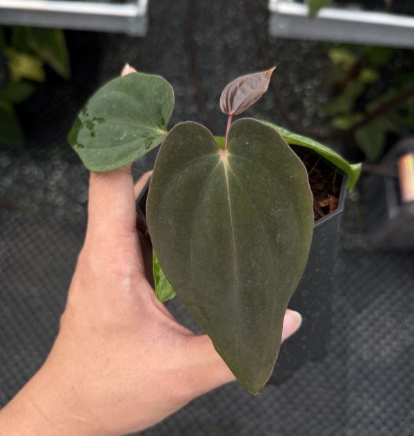 Anthurium BVEP seedling 