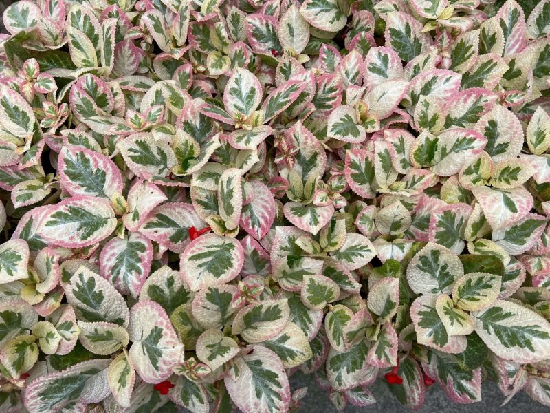 Episcia unpredictable Valley 