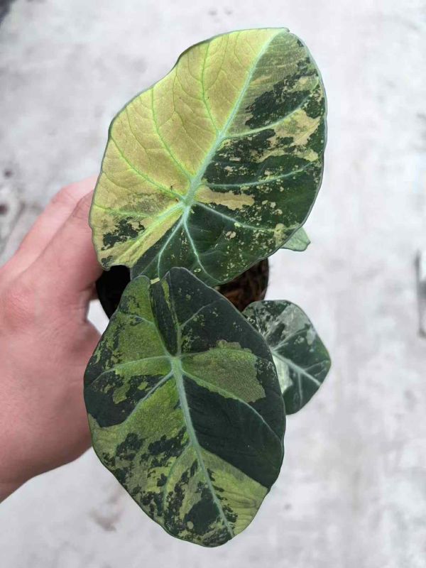 Alocasia black velvet aurea 