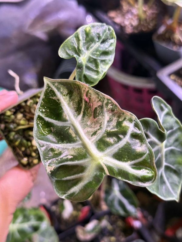 Alocasia Heart Balloon Albo Variegated 