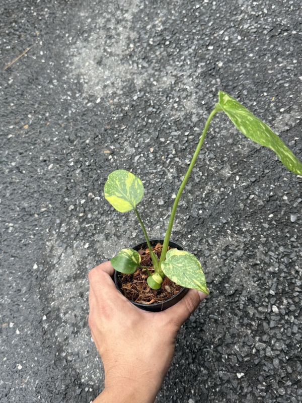 Monstera deliciosa Electrolight 