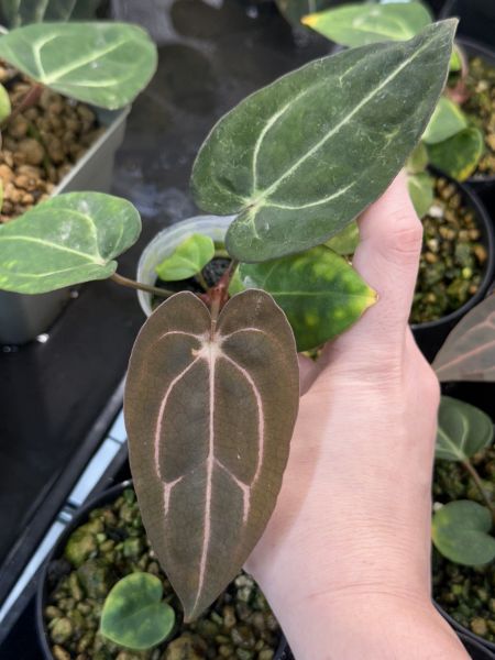 Anthurium carlablackiae RA5 x RA10 self 