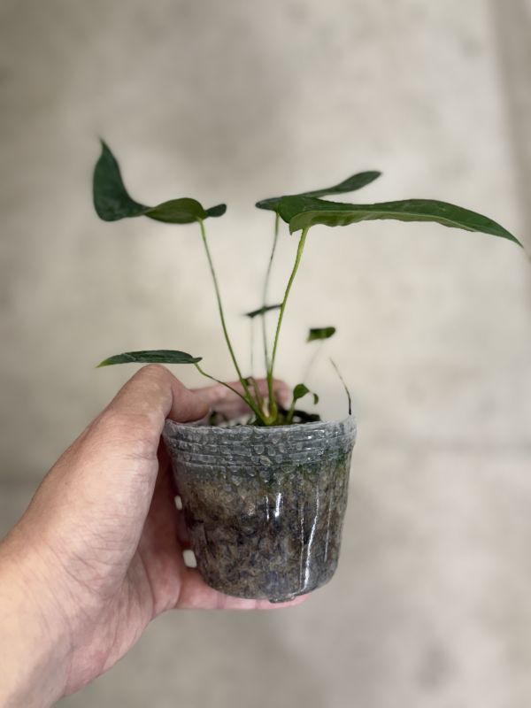 Anthurium peltigerium 