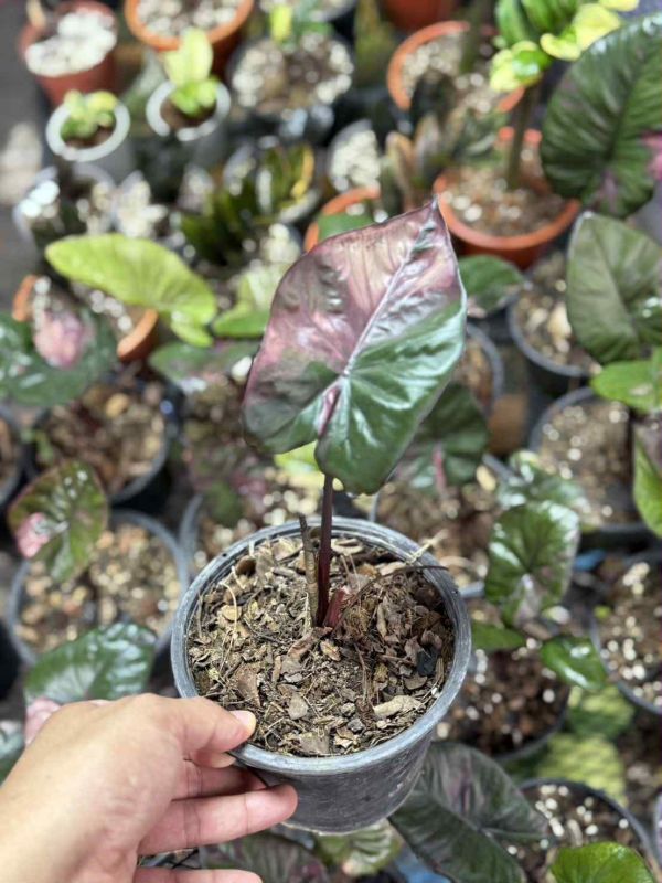 Alocasia serendipity variegated 