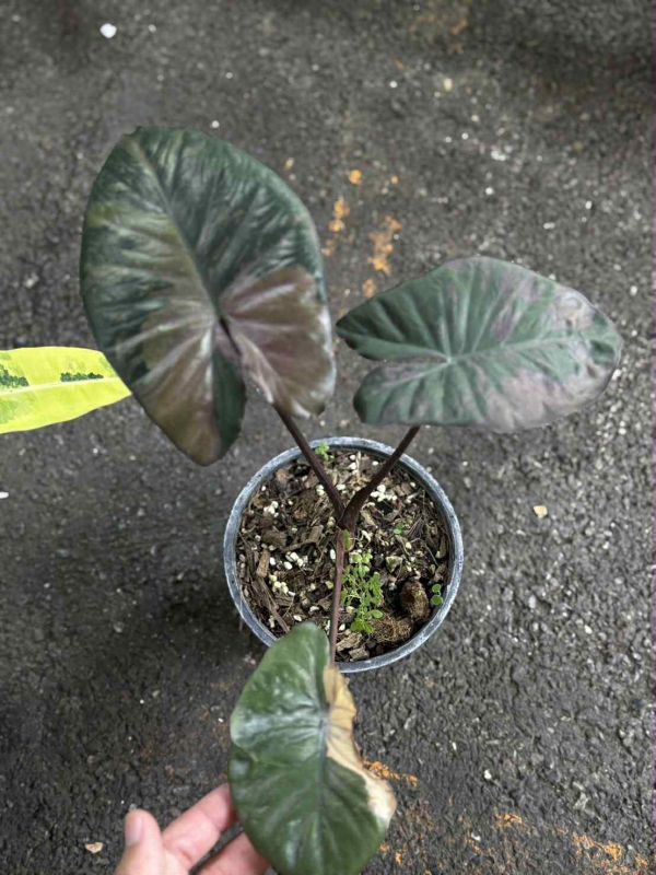 Alocasia serendipity variegated 