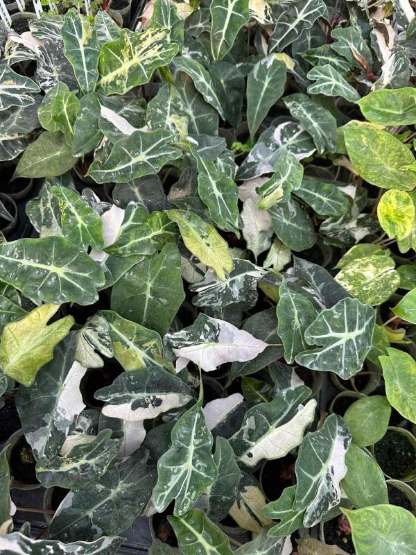 Alocasia amazonica albo 