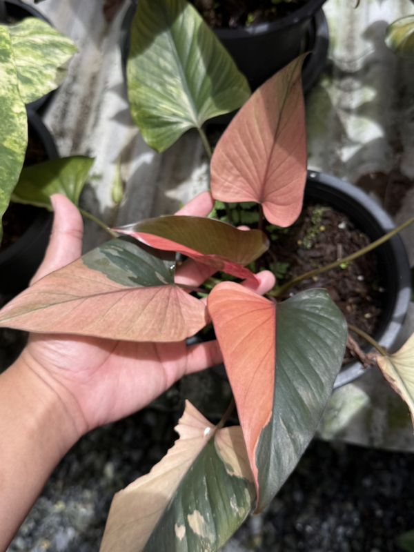 Homalomena Pink Diamond Variegated 