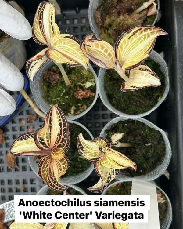 Anoectochilus siamensis 'White Center' Variegata 