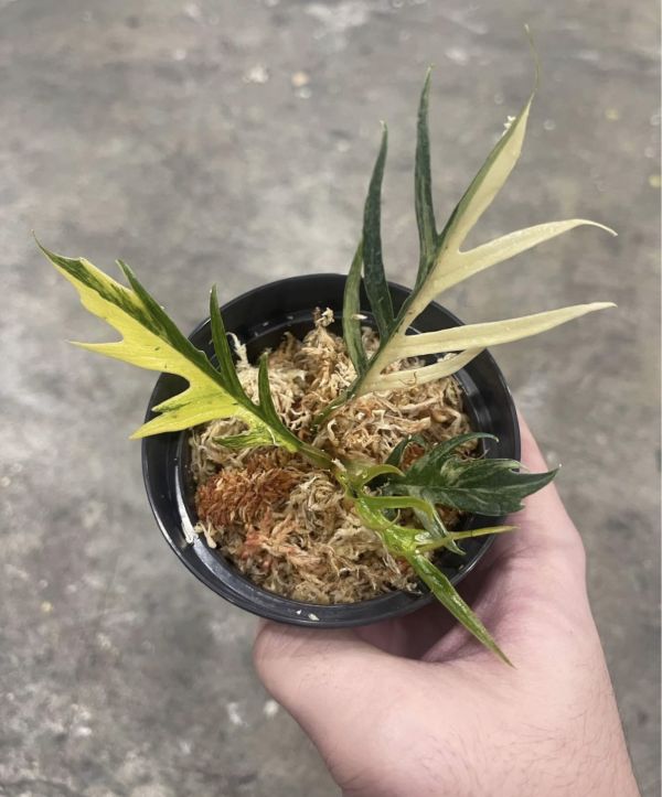 Philodendron tortum variegated 
