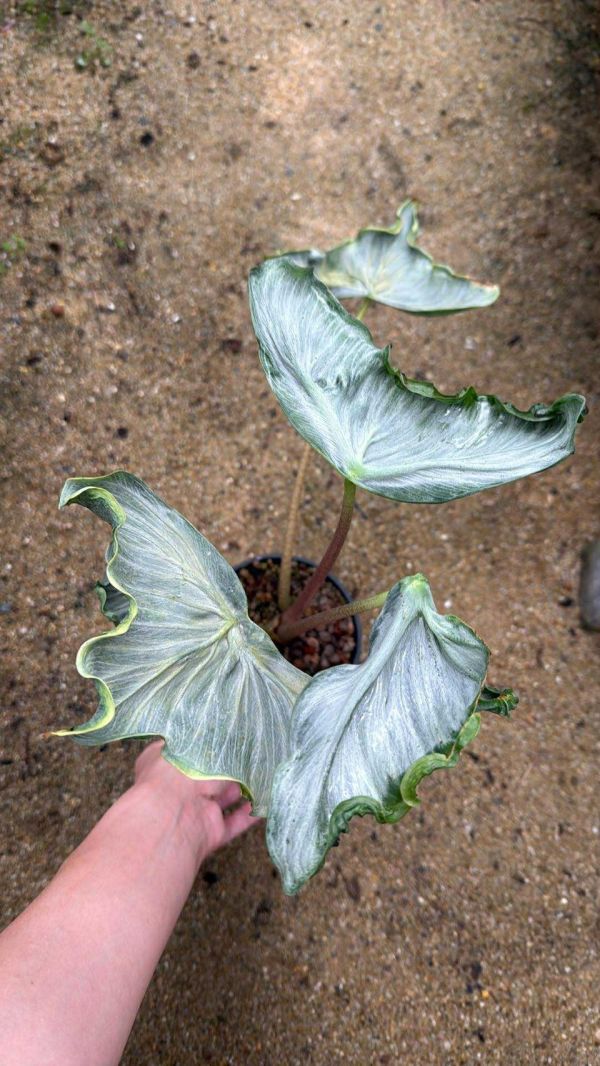 Alocasia ‘Holy Grail’ 