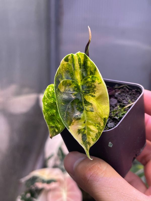 Alocasia azlanii aura 