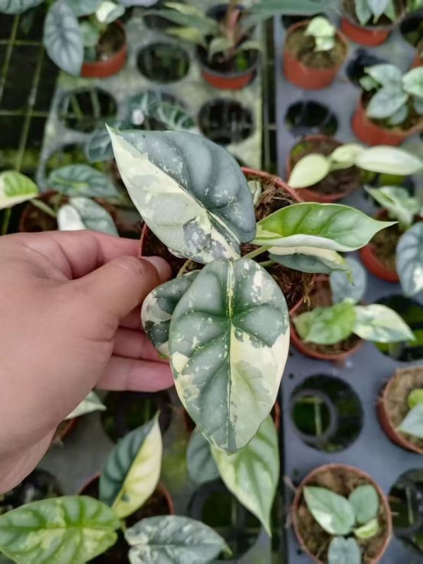 Alocasia silver dragon Albo 