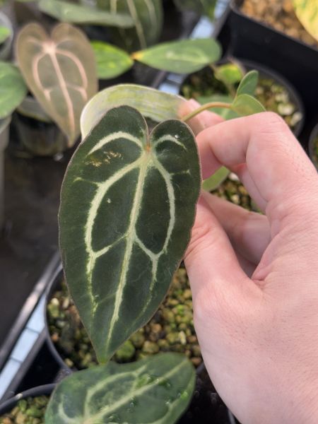 Anthurium carlablackiae RA5 x RA10 self 