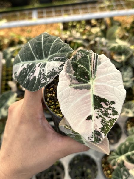 Alocasia black velvet albo 