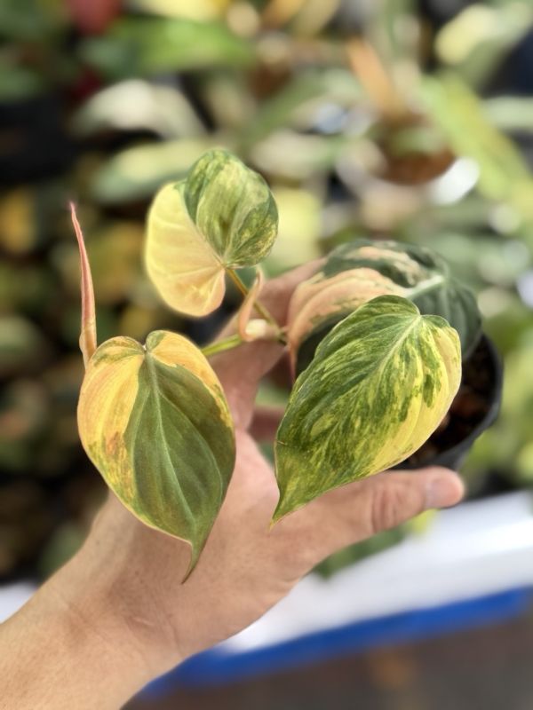 Philodendron micans variegated 