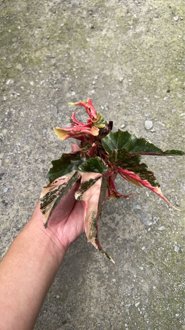 Begonia ginny galaxy variegated 