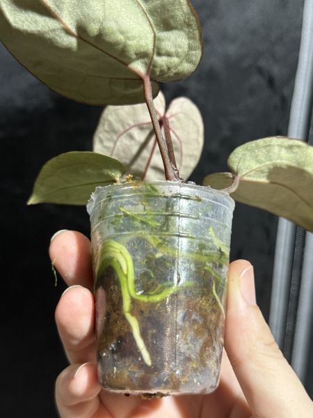 Anthurium Zara x Michelle selfing 