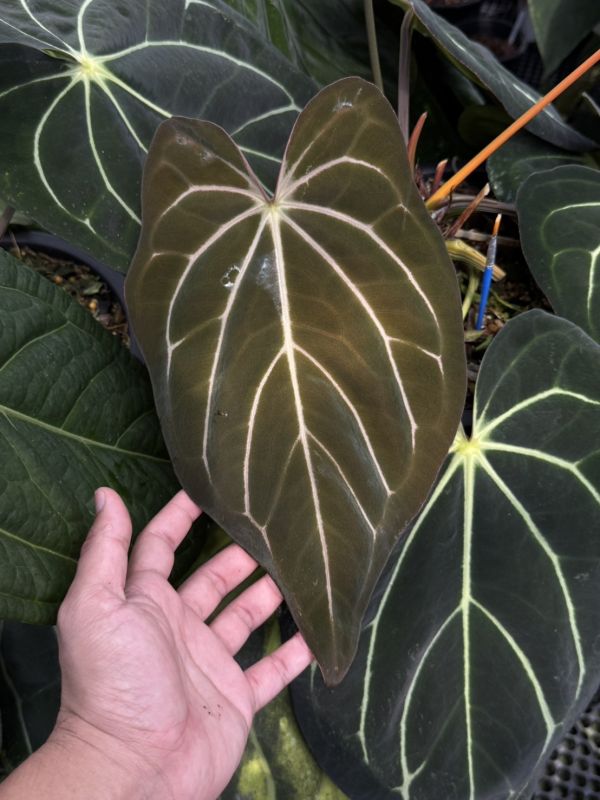 [Magic Garden] Anthurium carlablackiae TS3 x (Black Widow x Red Velvet Cake) 