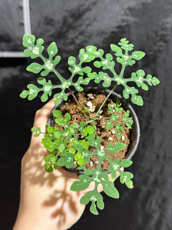 Adenia perrieri 