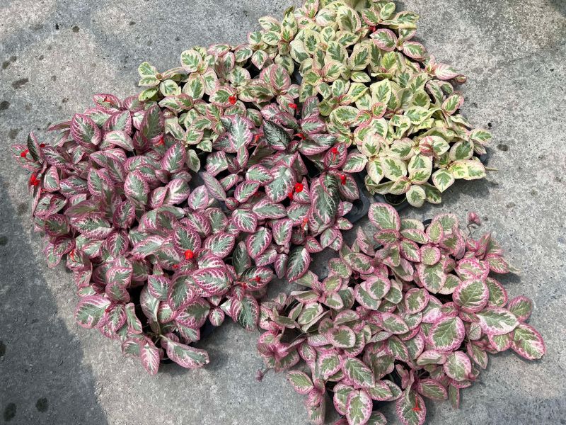 Episcia unpredictable Helen 