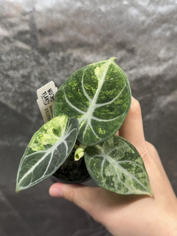 Alocasia ningia splash 