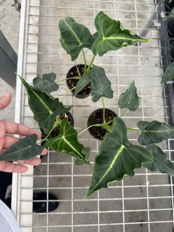 Alocasia emerald tide 