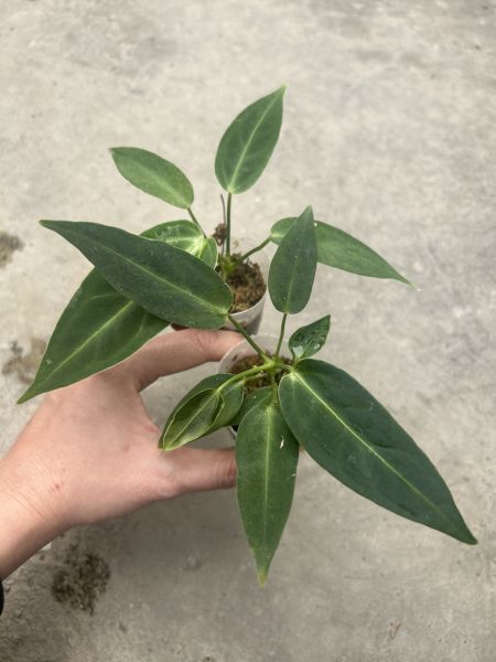 Anthurium warocqueanum x regale 