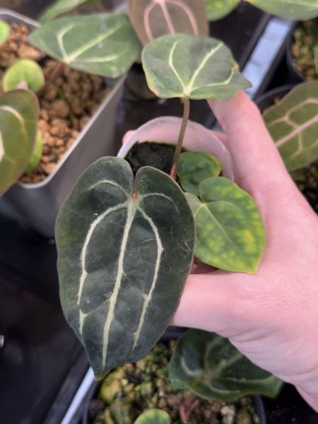 Anthurium carlablackiae RA5 x RA10 self 