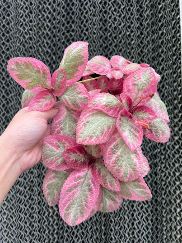 Episcia Pink Brocade 