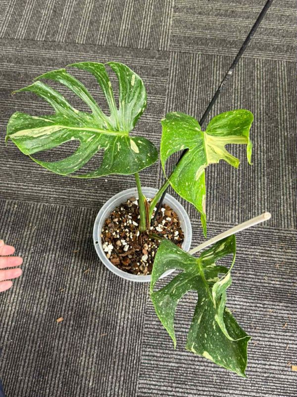 Monstera deliciosa Medusa 