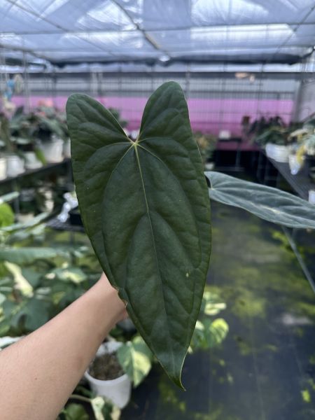 Anthurium portillae x luxurians 
