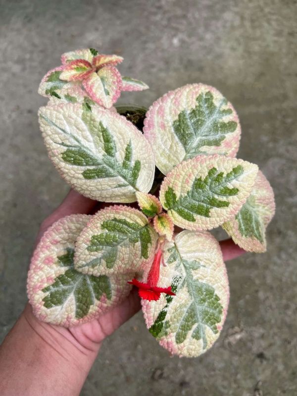 Episcia unpredictable Valley 