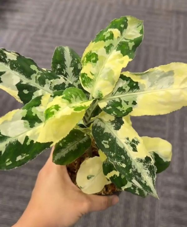 Aglaonema pictum tricolor variegated 