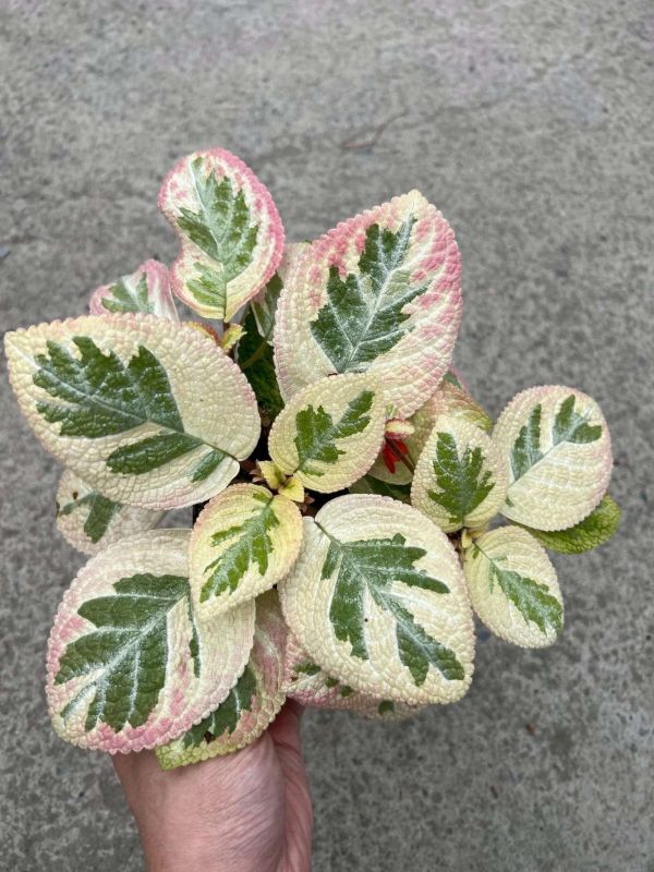 Episcia unpredictable Valley 