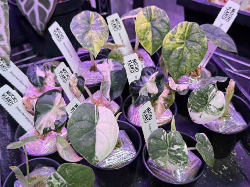Alocasia Heart Balloon Albo Variegated 