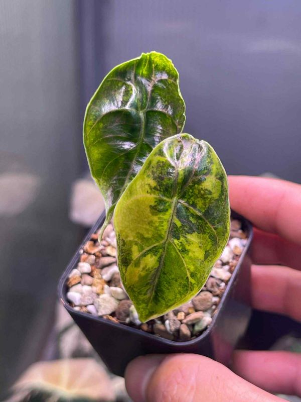 Alocasia azlanii aura 
