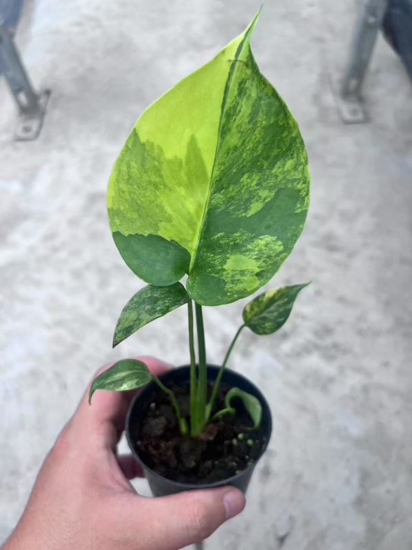 Monstera deliciosa Aurea 