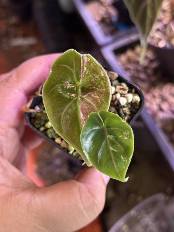 Alocasia azlanii albo 