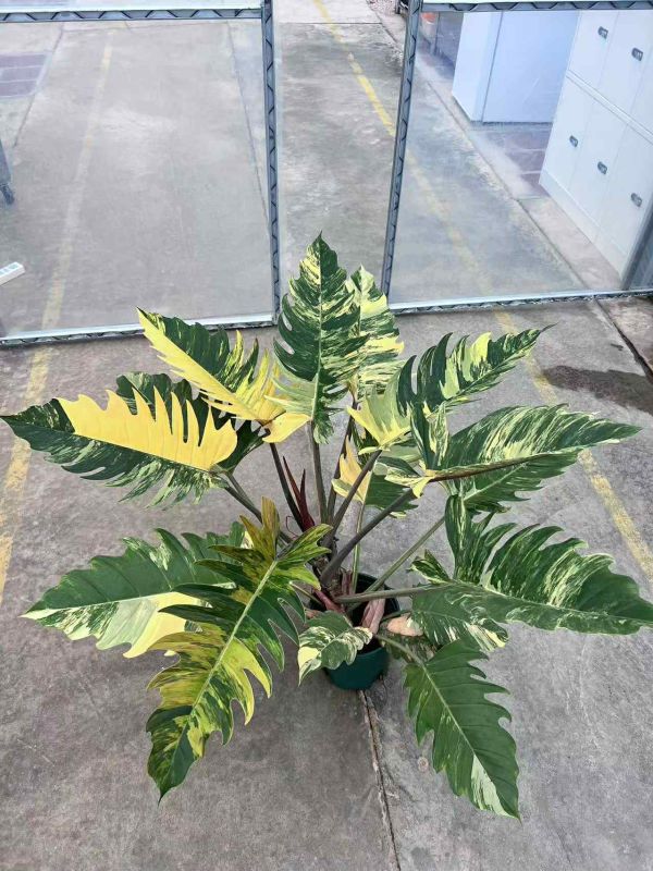 Philodendron caramel marble 