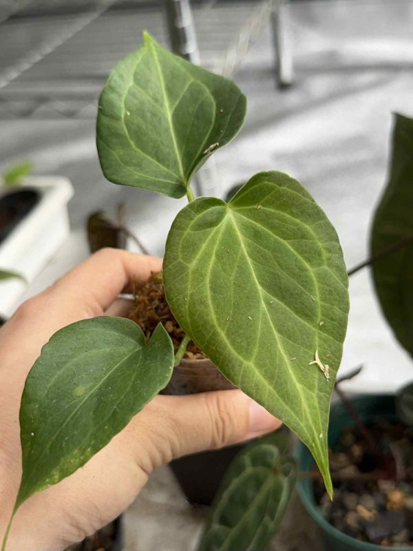 Anthurium Delta Force 