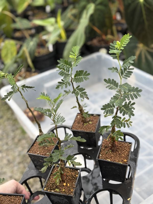 Senna meridionalis 