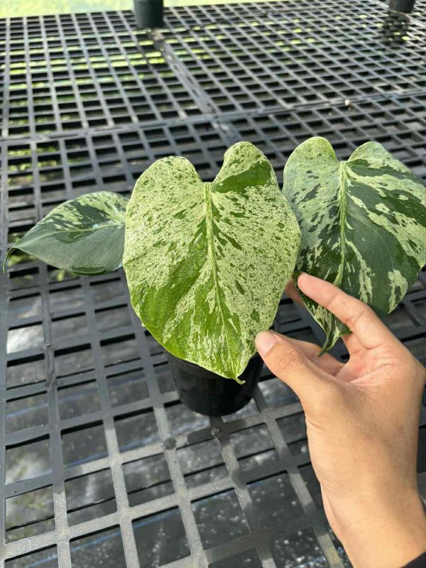 Monstera deliciosa  Bulbasaur 
