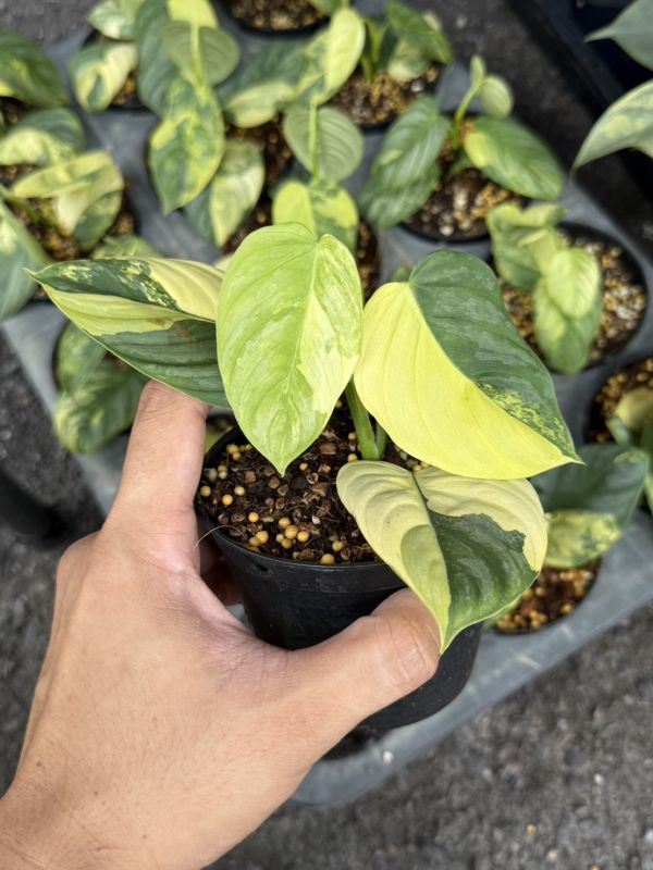 Philodendron brandtianum variegated 