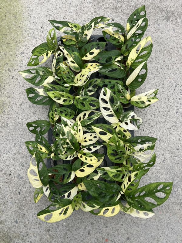 Monstera adansonii Albo 